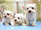 Maltese Terri̇er Yavrusu