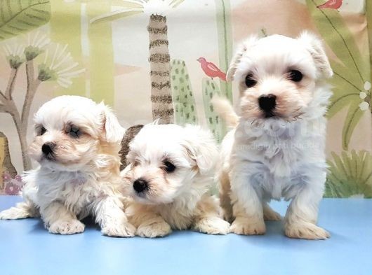 Maltese Terri̇er Yavrusu görsel