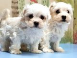 Maltese Terri̇er Yavrusu