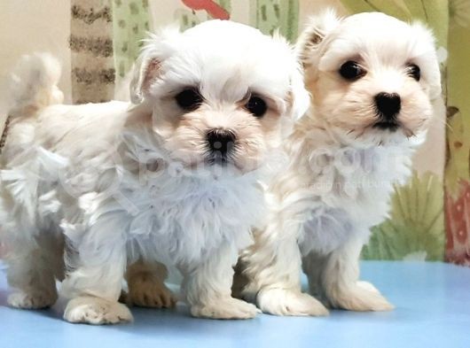 Maltese Terri̇er Yavrusu görsel