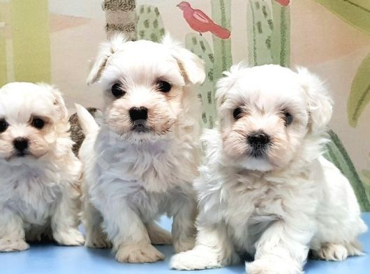 Maltese Terri̇er Yavrusu görsel