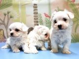 Maltese Terri̇er Yavrusu