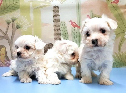 Maltese Terri̇er Yavrusu görsel