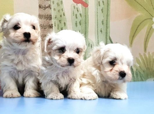 Maltese Terri̇er Yavrusu