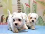 Maltese Terri̇er Yavrusu