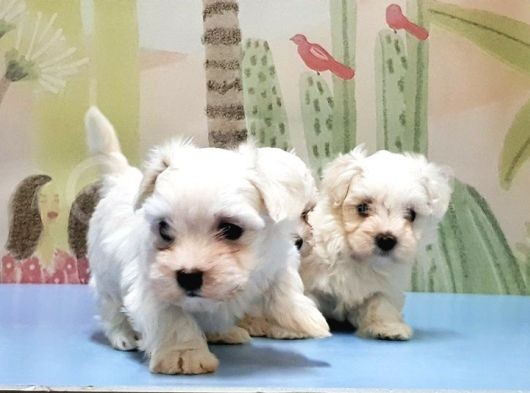 Maltese Terri̇er Yavrusu görsel