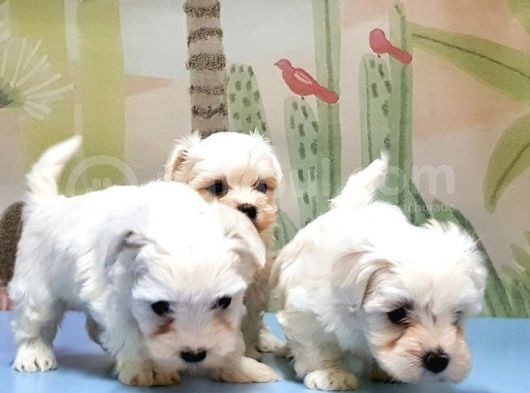 Maltese Terri̇er Yavrusu görsel