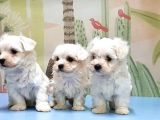 Maltese Terri̇er Yavrusu