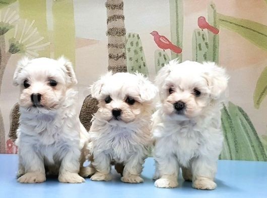 Maltese Terri̇er Yavrusu görsel