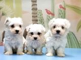 Maltese Terri̇er Yavrusu