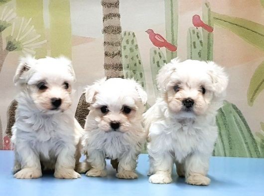 Maltese Terri̇er Yavrusu görsel
