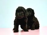 TOY POODLE YAVRUSU