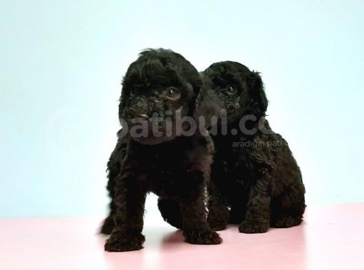 Toy Poodle Yavrusu