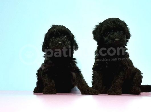 Toy Poodle Yavrusu görsel