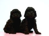 Toy Poodle Yavrusu