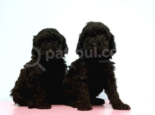 Toy Poodle Yavrusu görsel