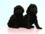 Toy Poodle Yavrusu