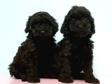 Toy Poodle Yavrusu