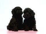 Toy Poodle Yavrusu