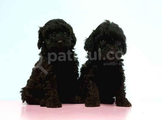 Toy Poodle Yavrusu görsel
