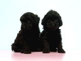 Toy Poodle Yavrusu