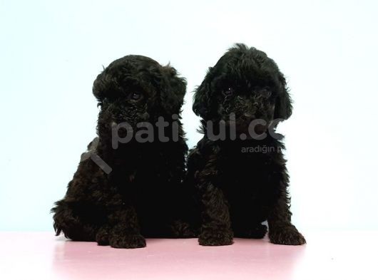 Toy Poodle Yavrusu görsel