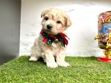 Dizayn Irk Sevimli Maltipoo Yavrular