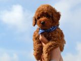 Oyuncu Toy Poodle Yavrular
