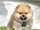 Orange Renk Orjinal Pomeranian Yavrular