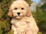 Miniatür Poodle yavrumuz