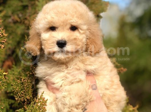Miniatür Poodle Yavrumuz