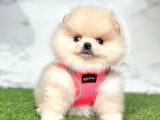 Ayıcık Surat Boo Pomeranian Yavrular