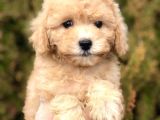 Tr Nin En Güzel Toy Poodle Yavruları