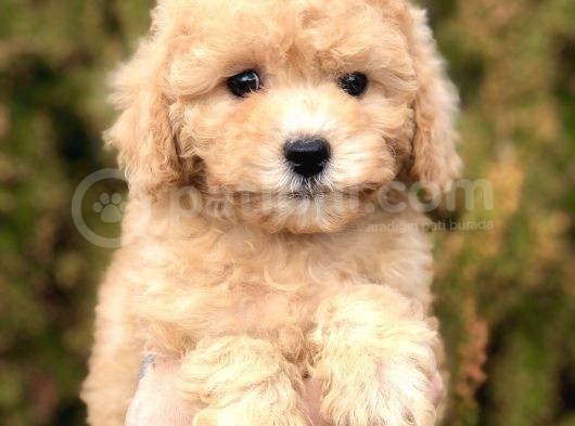 Tr Nin En Güzel Toy Poodle Yavruları görsel