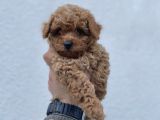 IRK VE SAĞLIK GARANTİLİ TOY POODLE BEBEKLER