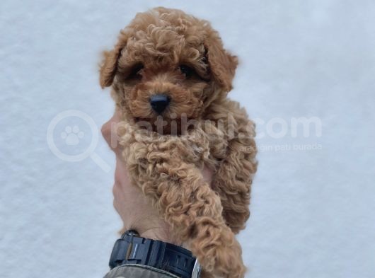 Irk Ve Sağlik Garanti̇li̇ Toy Poodle Bebekler