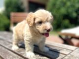 Efsane Guzellikte Maltipoo Bebekler