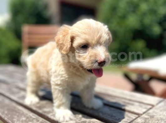 Efsane Guzellikte Maltipoo Bebekler görsel