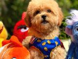 Efsane Guzellikte Mini Boy Poodle Bebekler