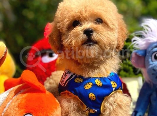 Efsane Guzellikte Mini Boy Poodle Bebekler görsel