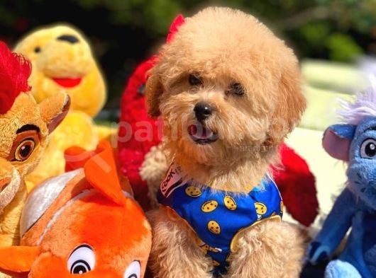 Efsane Guzellikte Mini Boy Poodle Bebekler görsel