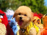 Efsane Guzellikte Mini Boy Poodle Bebekler
