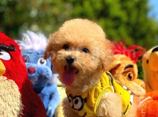 Efsane Guzellikte Mini Boy Poodle Bebekler görsel
