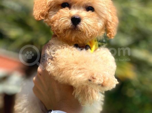 Efsane Guzellikte Mini Boy Poodle Bebekler görsel