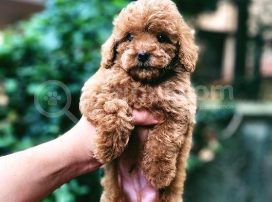 Efsane Guzellikte Mini Boy Poodle Bebekler görsel