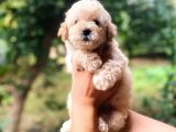 Efsane Guzellikte Mini Boy Poodle Bebekler
