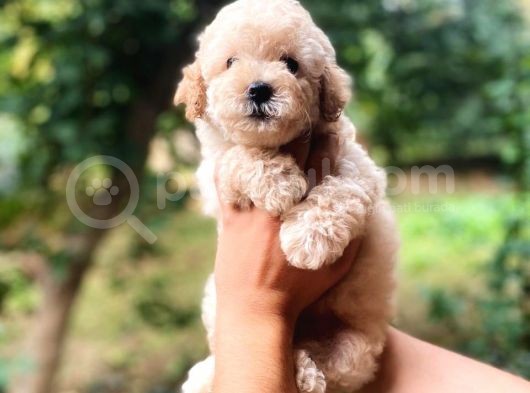 Efsane Guzellikte Mini Boy Poodle Bebekler