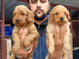 Cavapoo Yavruları