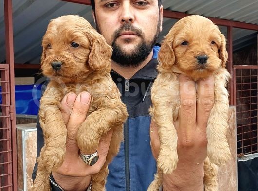 Cavapoo Yavruları görsel