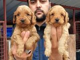 Cavapoo Yavruları